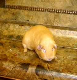 Best In Show Cavy, a Saffron